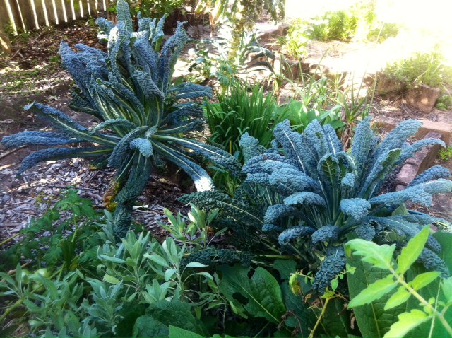 Steve's Kale, still flourishing 12 months after planting
